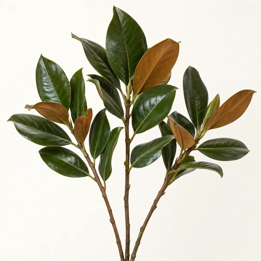 Magnolia greenery