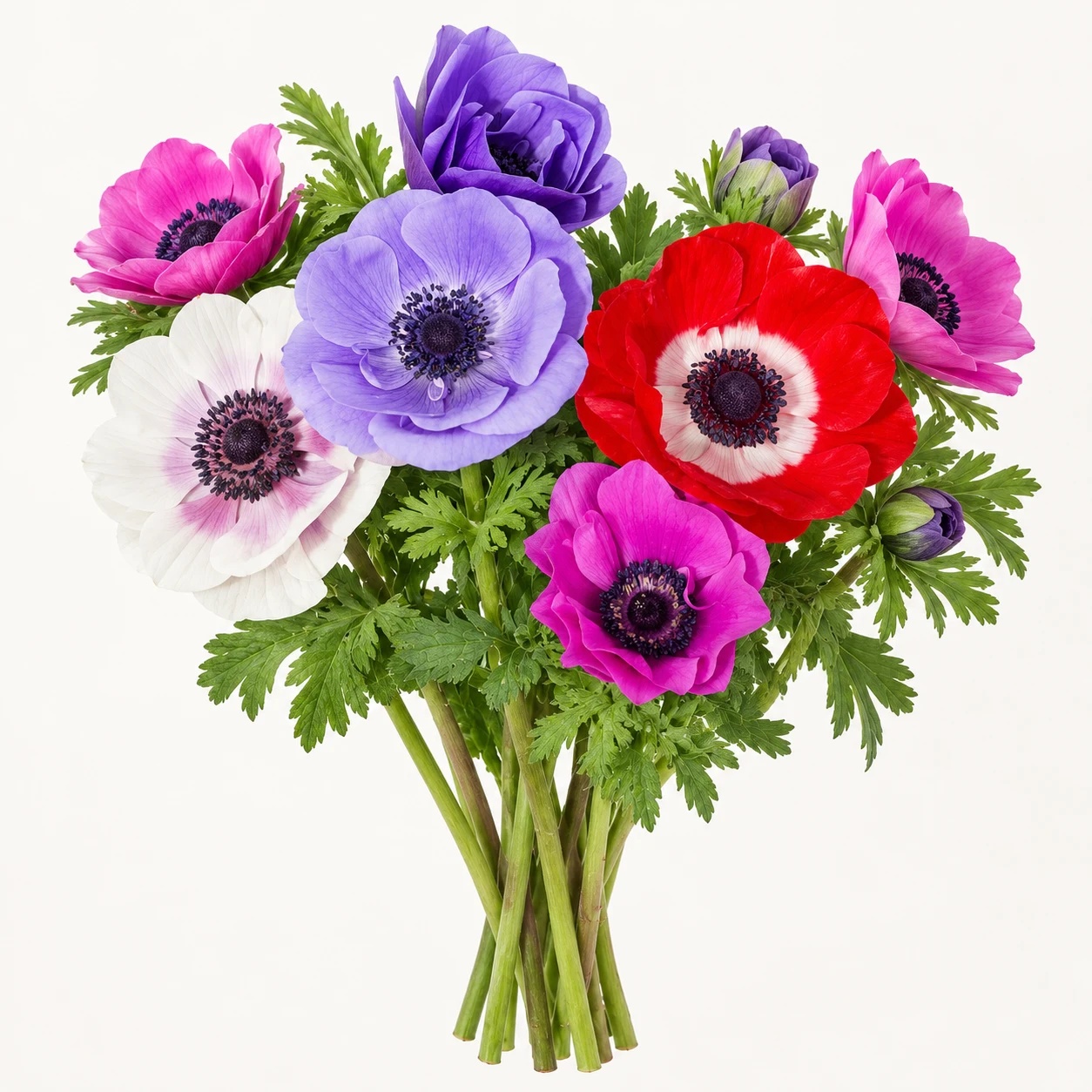 Anemones