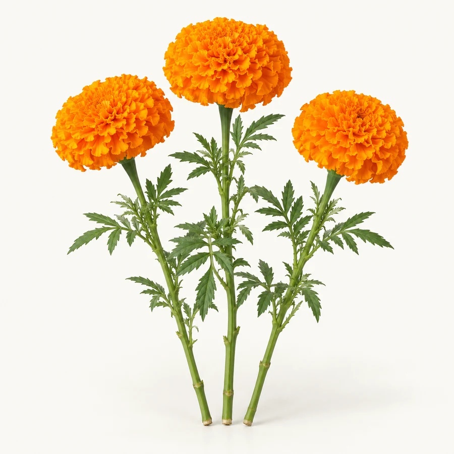 Marigolds