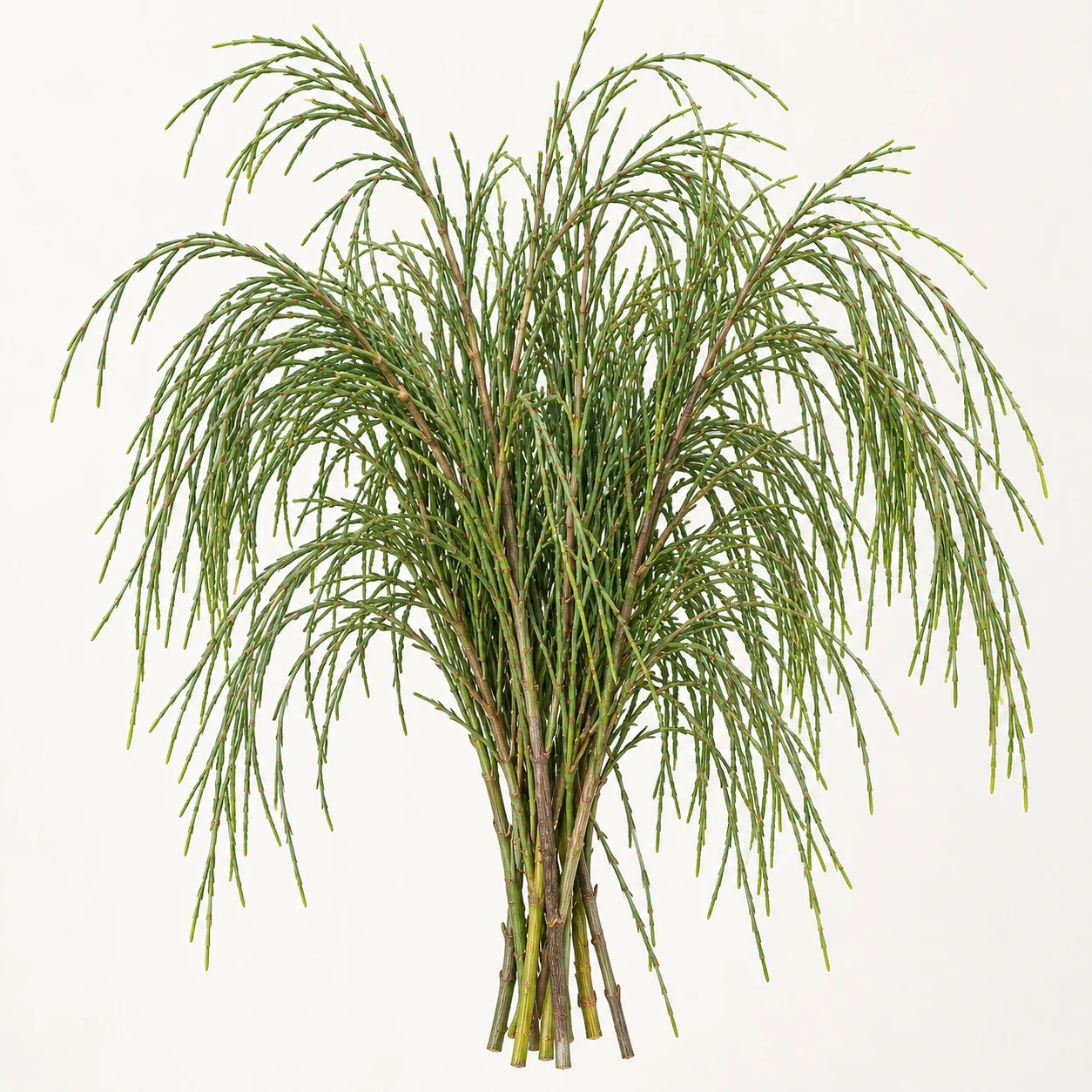 Sheoak greenery