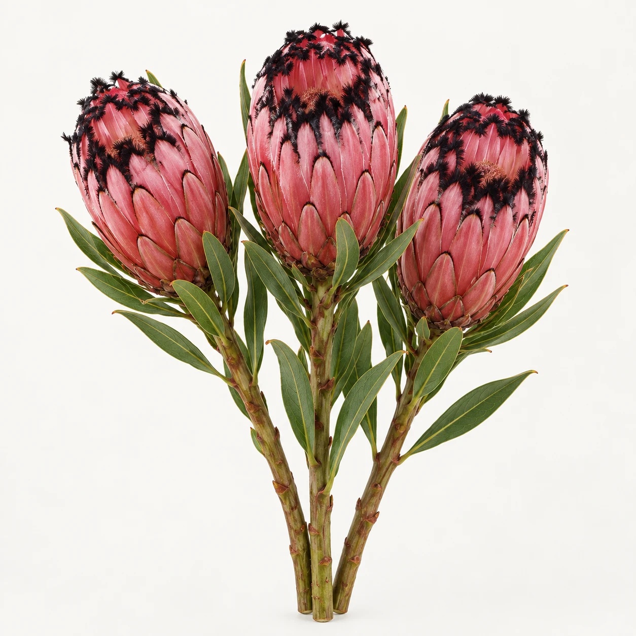 Protea pink mink
