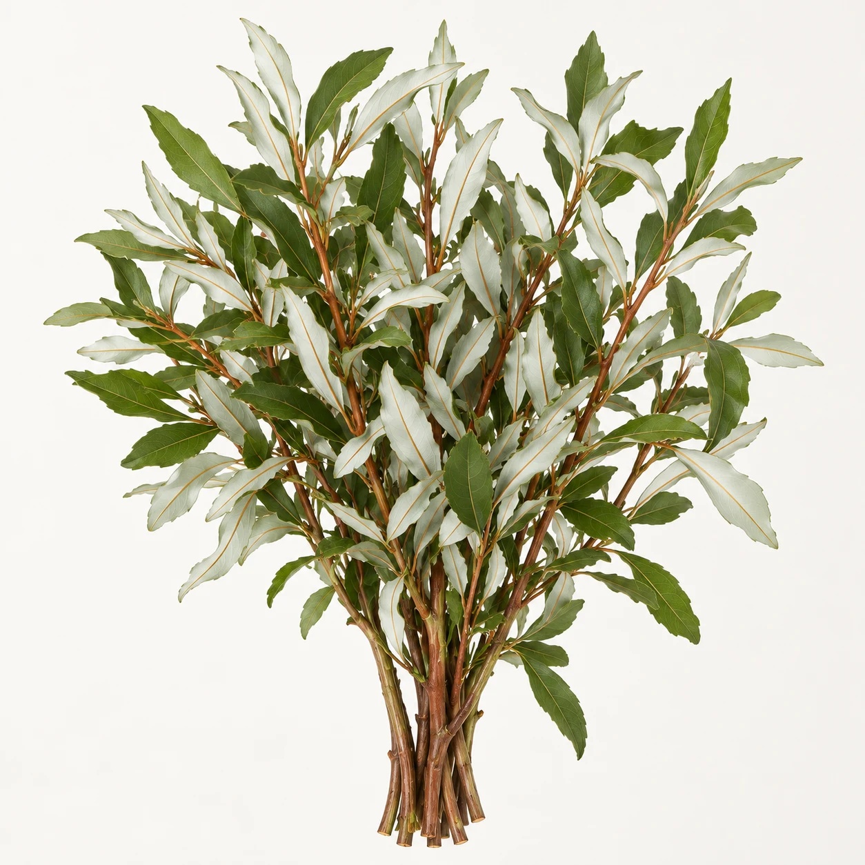 Coast banksia greenery