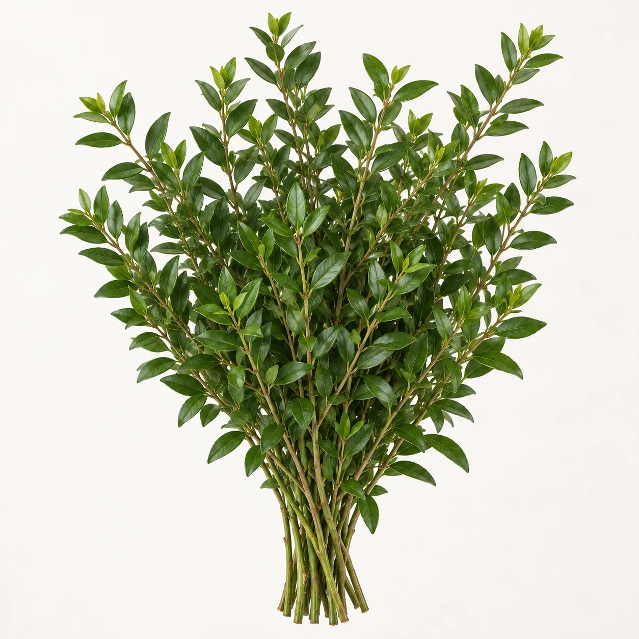 Myrtle greenery
