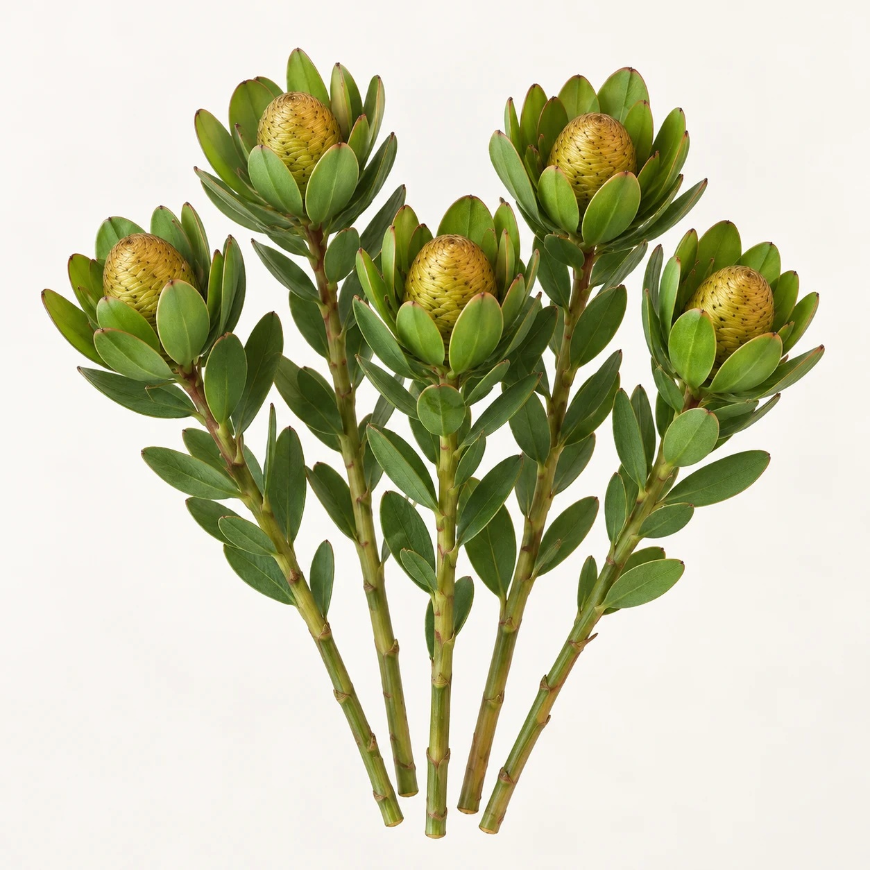 Goblet conebush