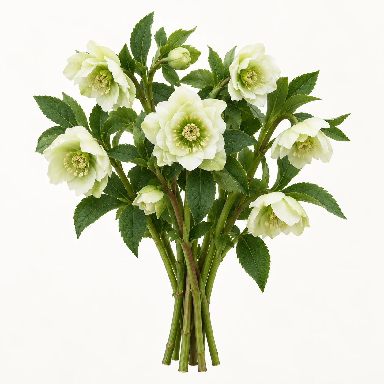 Hellebores