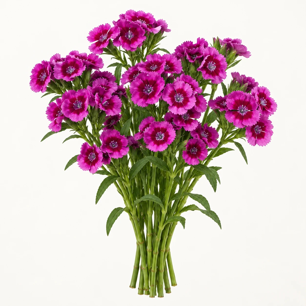 Dianthus