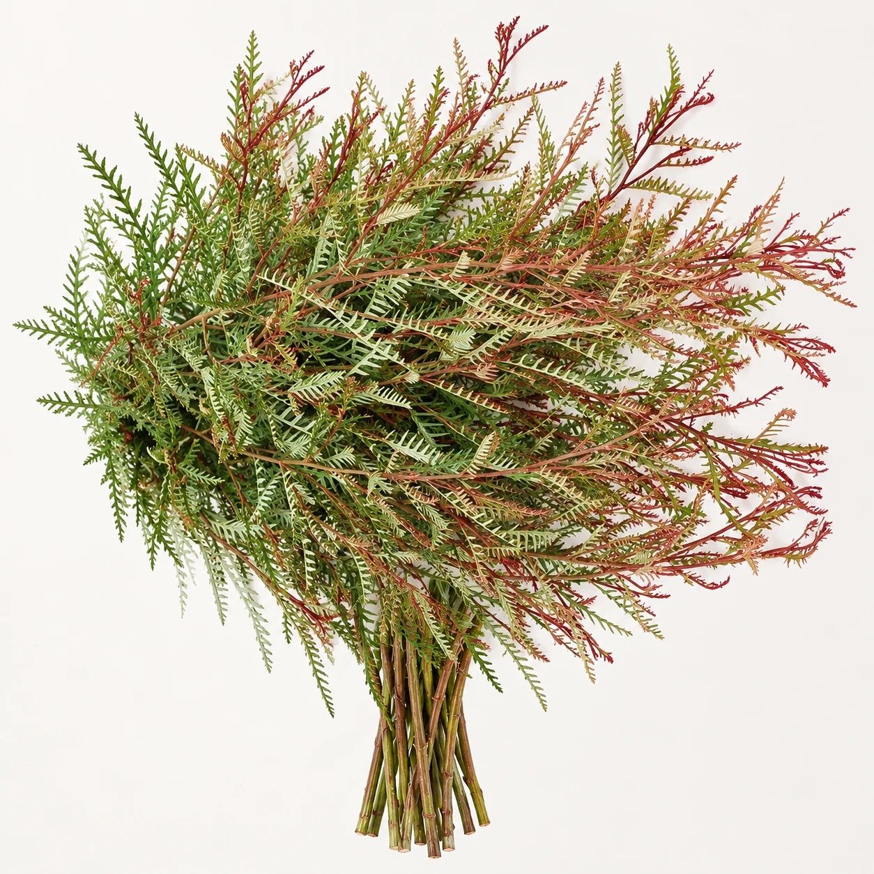 Ivanhoe grevillea