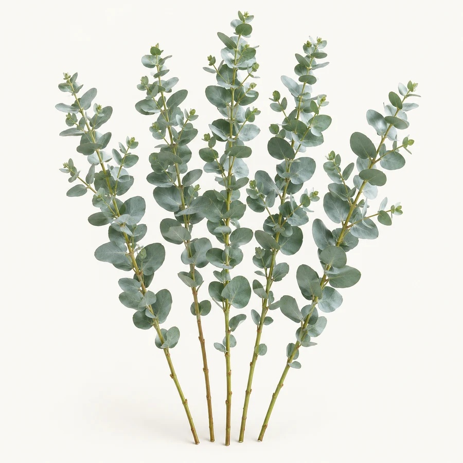 Baby blue eucalyptus regular