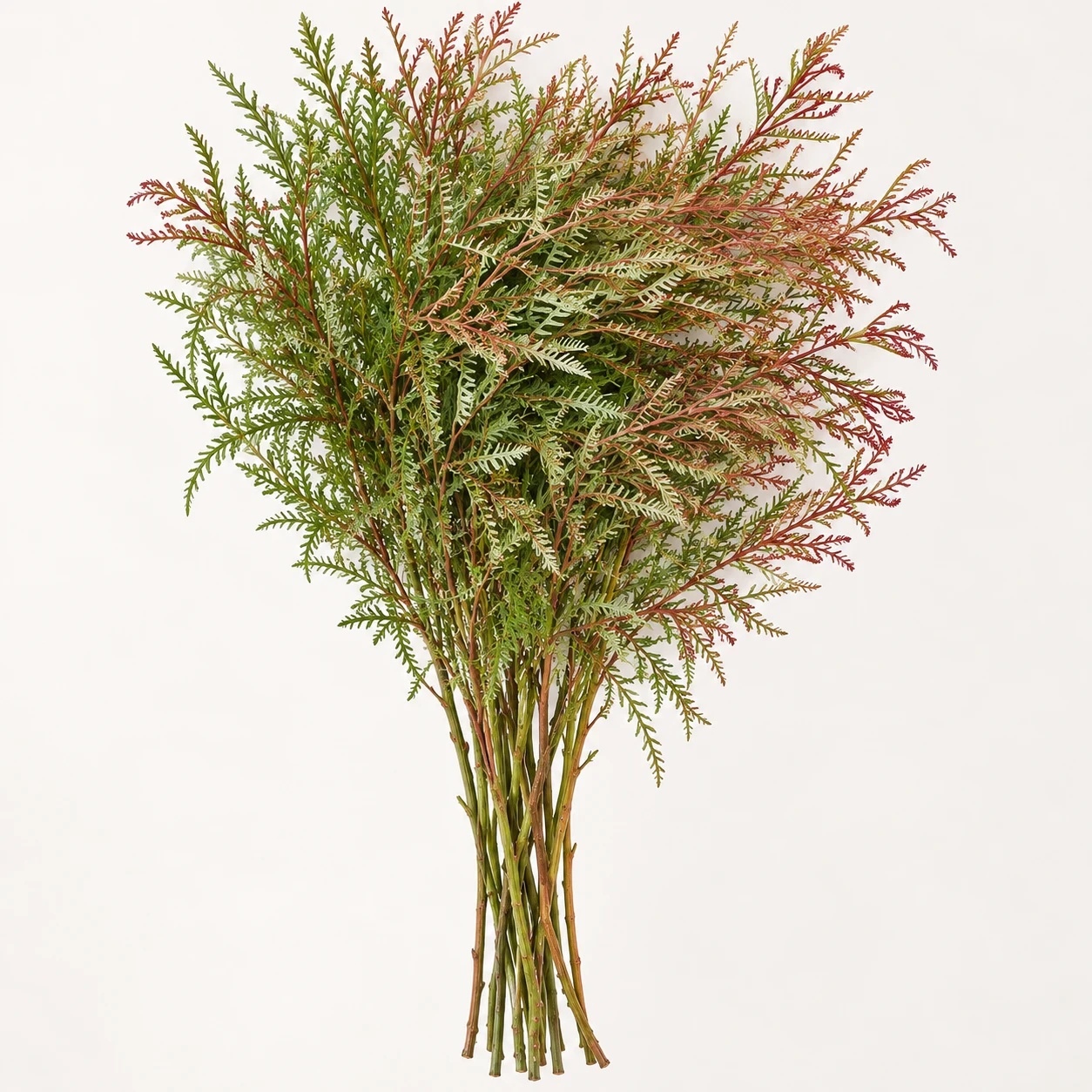 Ivanhoe grevillea