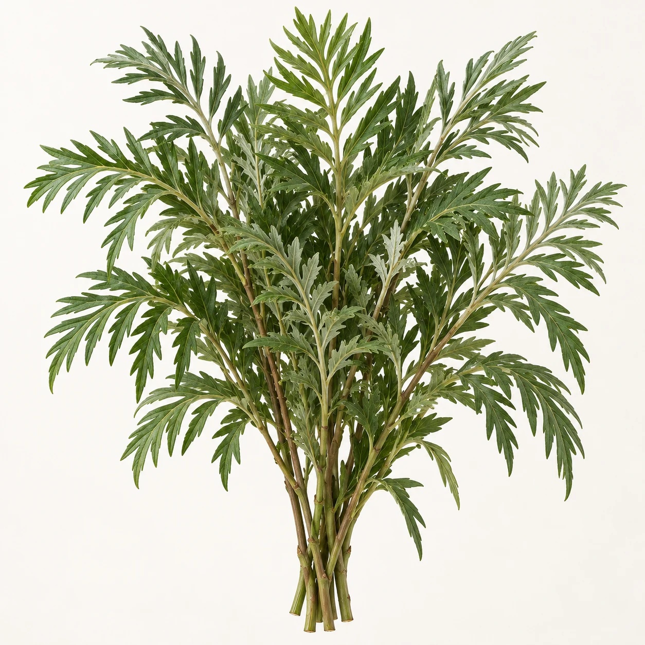 Silky oak greenery