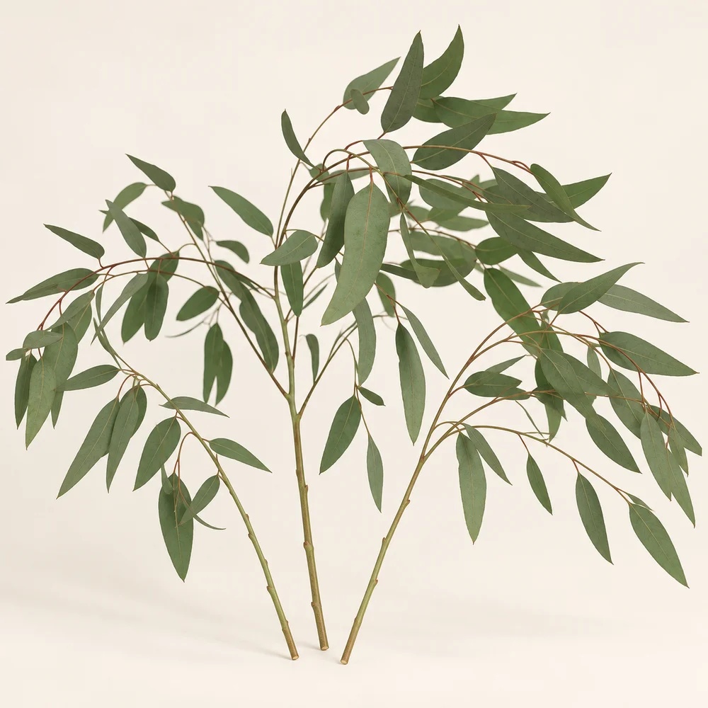 Willow eucalyptus