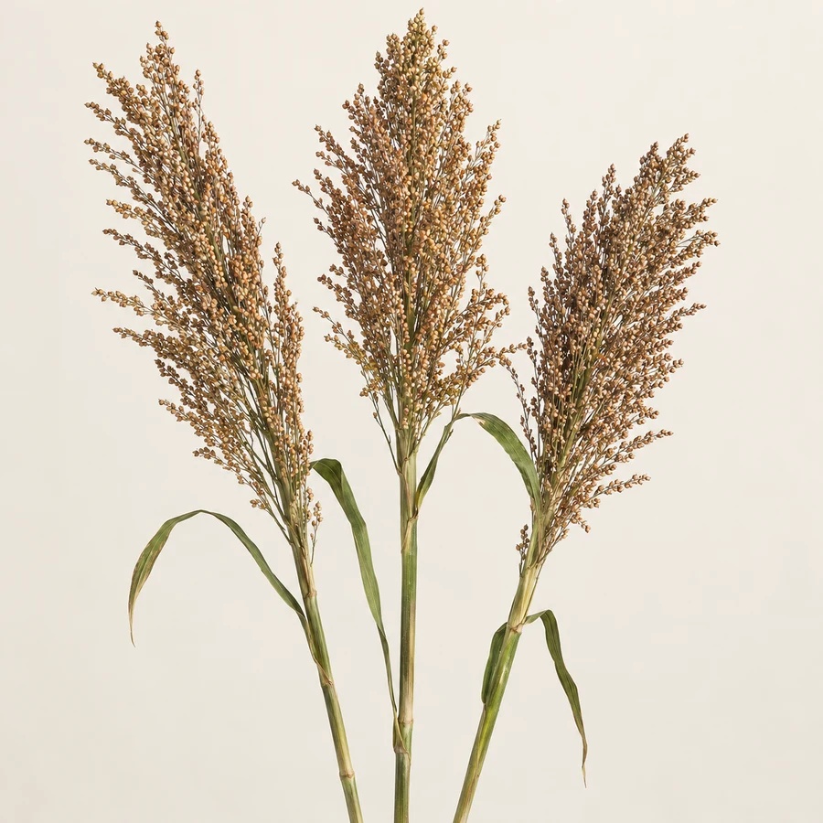 Broom corn