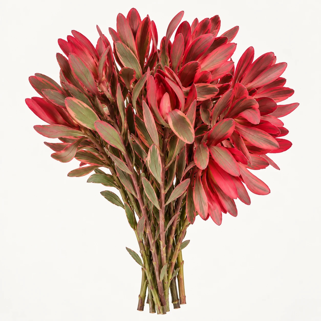 Variegated jester conebush