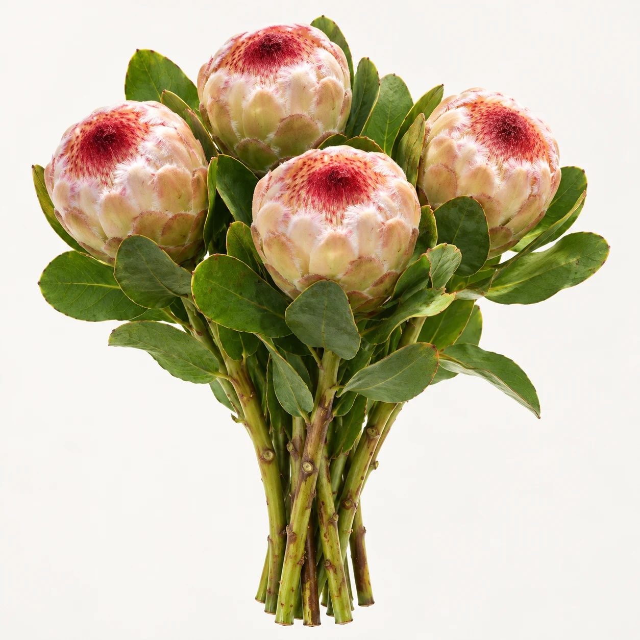 Grandicolor protea