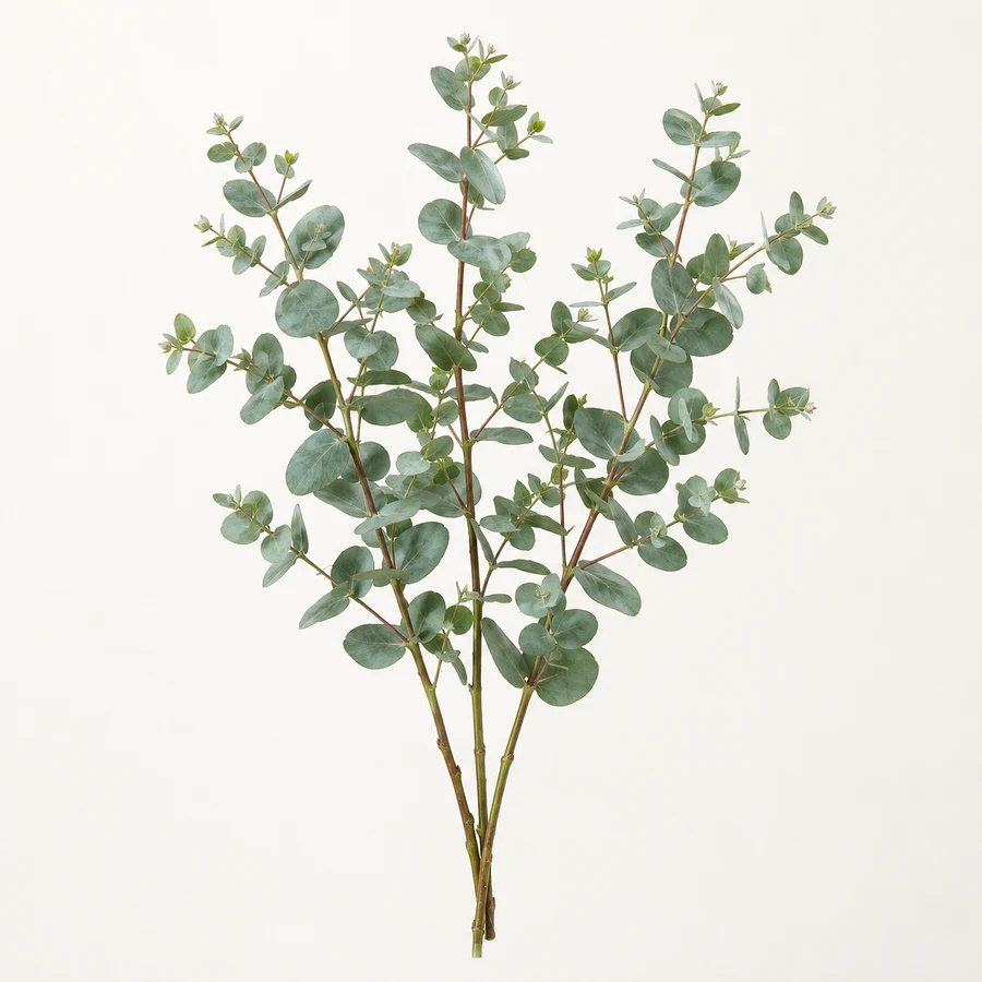 Gunnii eucalyptus