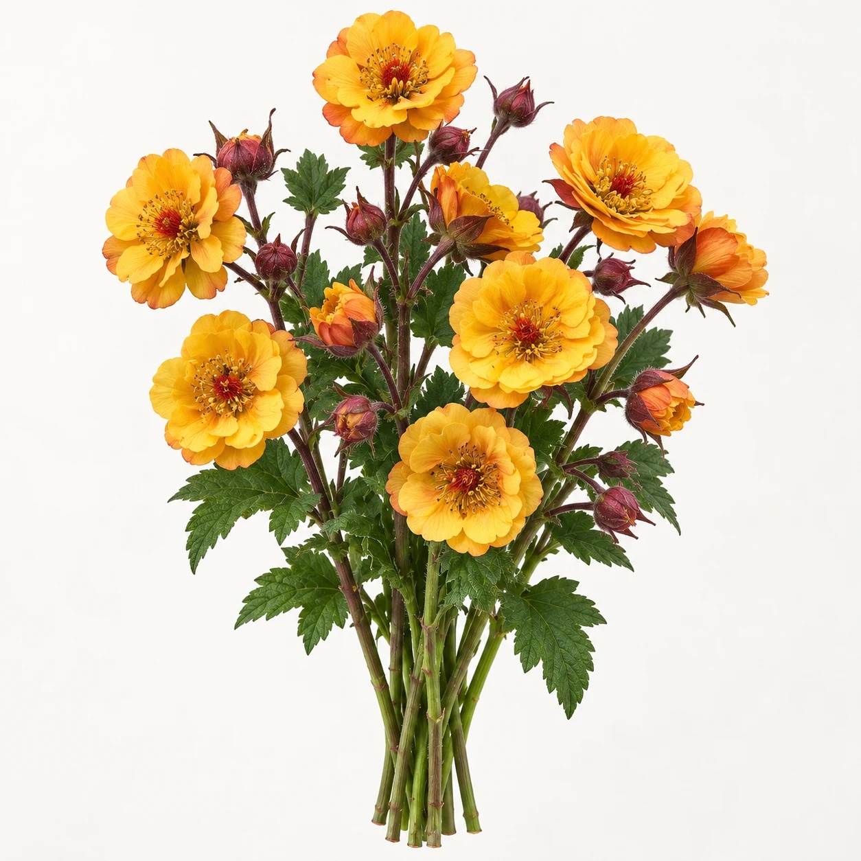 Mango geum