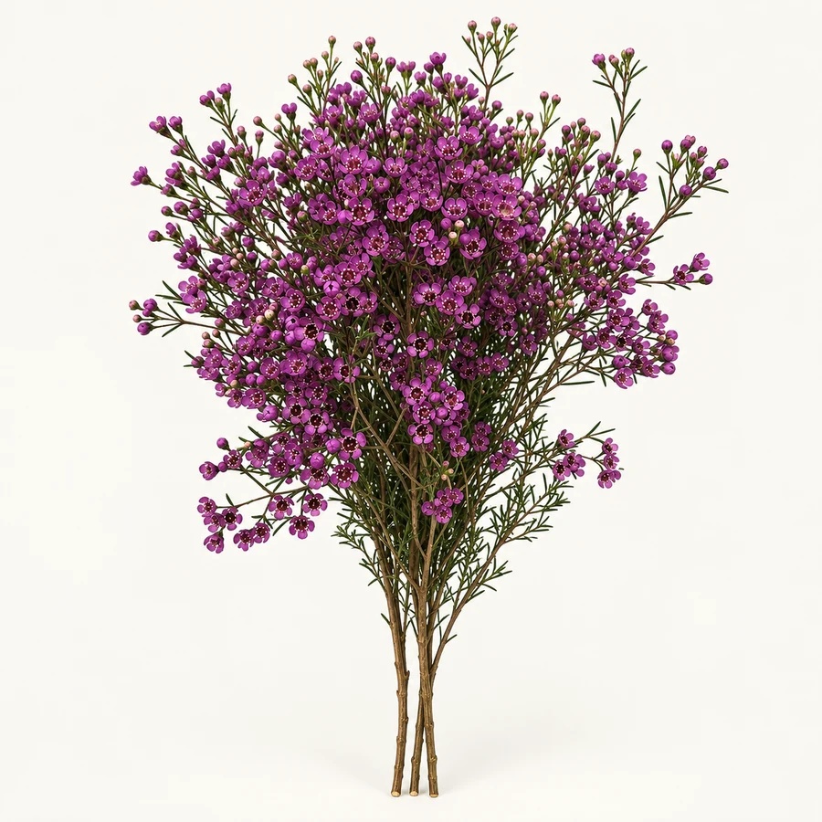 Purple waxflower