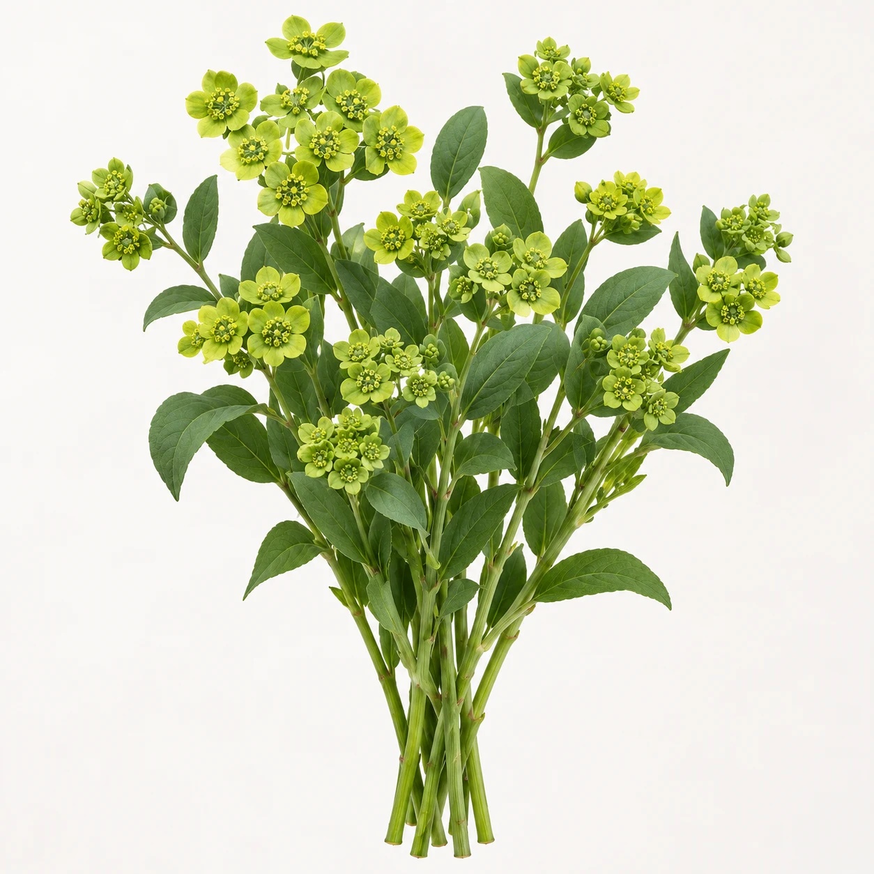 Bupleurum