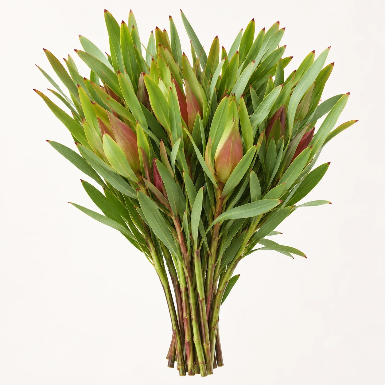 Inca gold conebush
