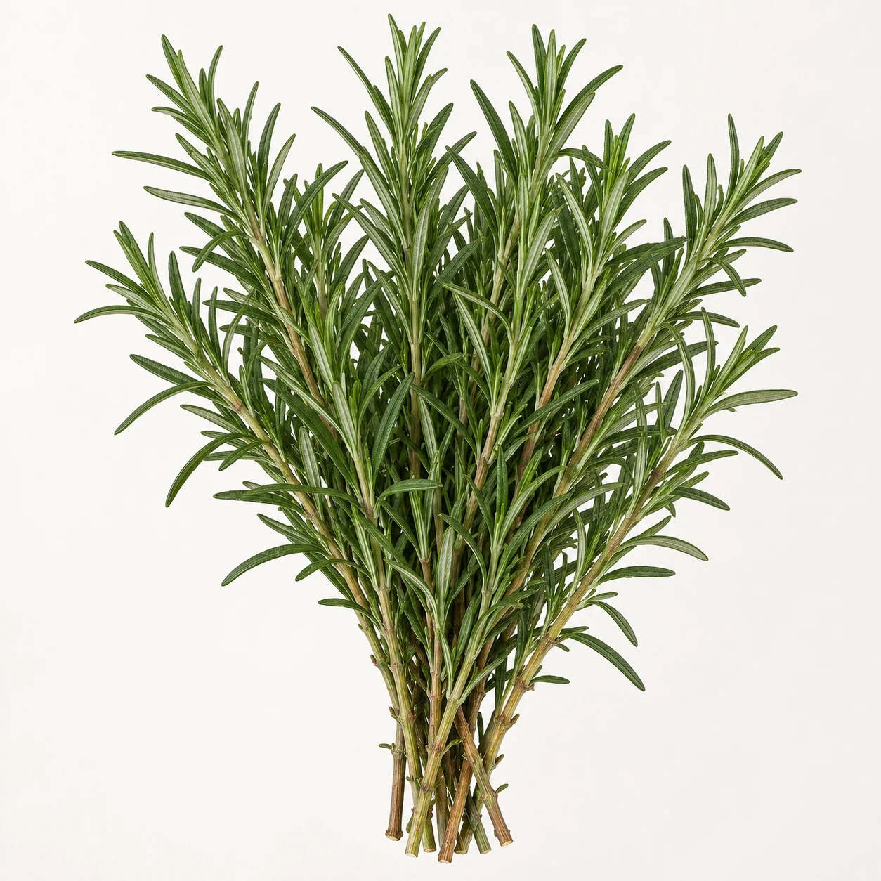 Rosemary