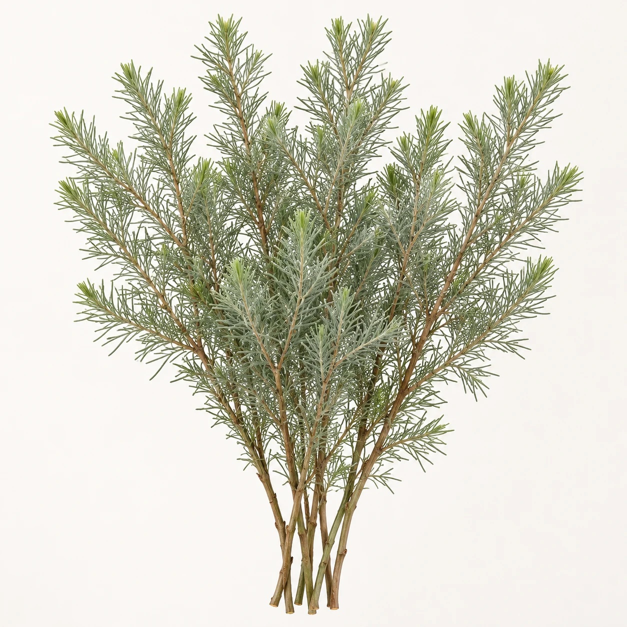 Net bush greenery