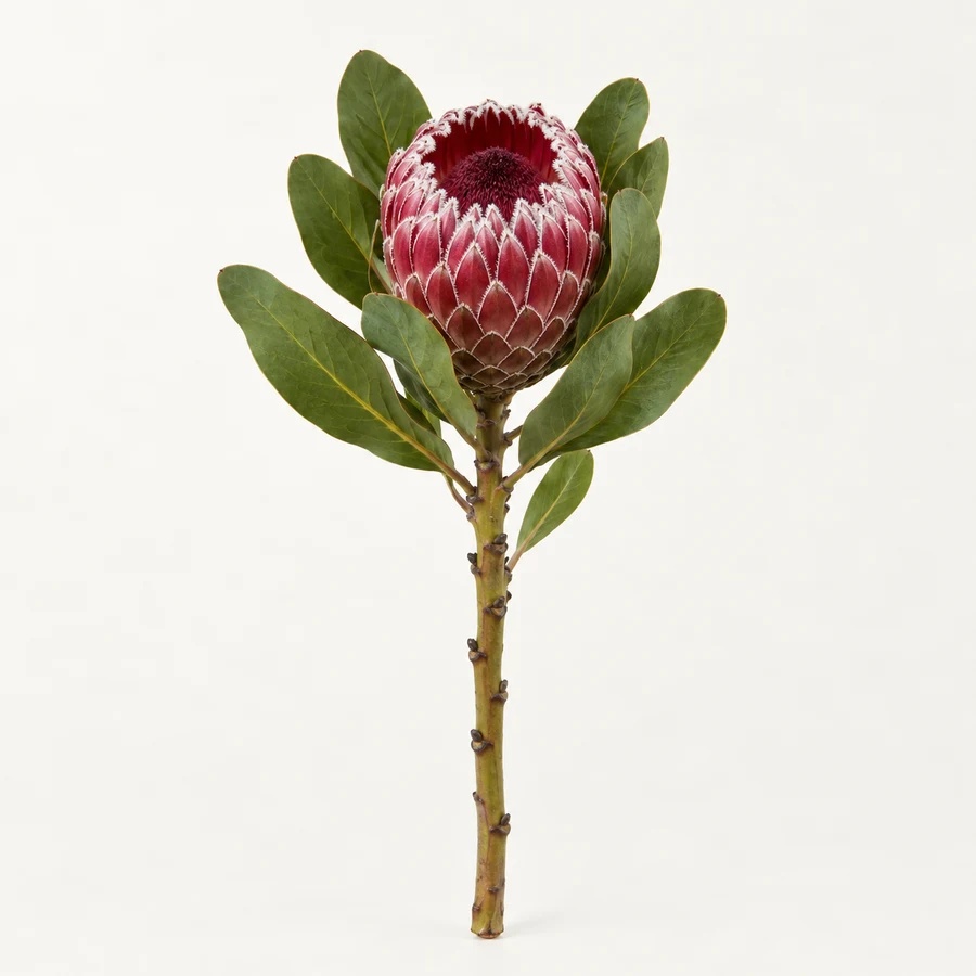 Empress protea