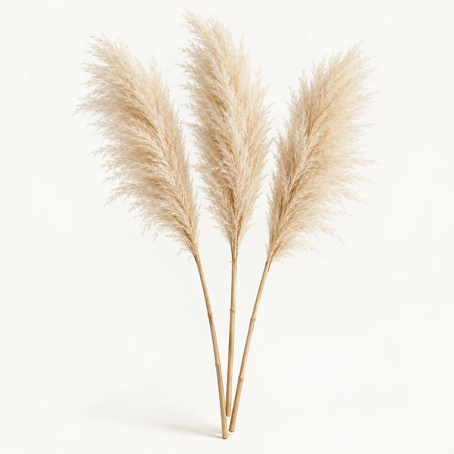 Pampas grass