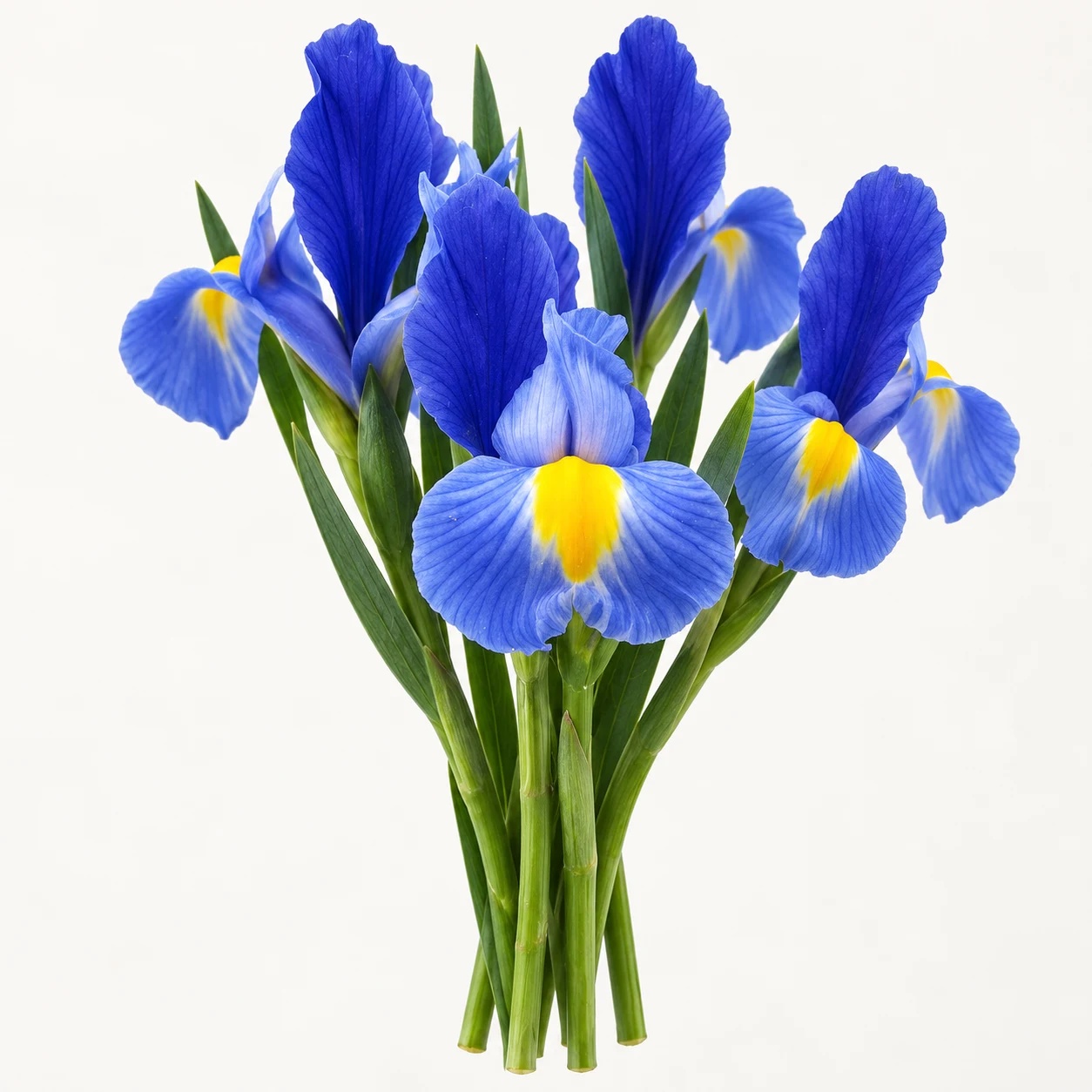 Iris