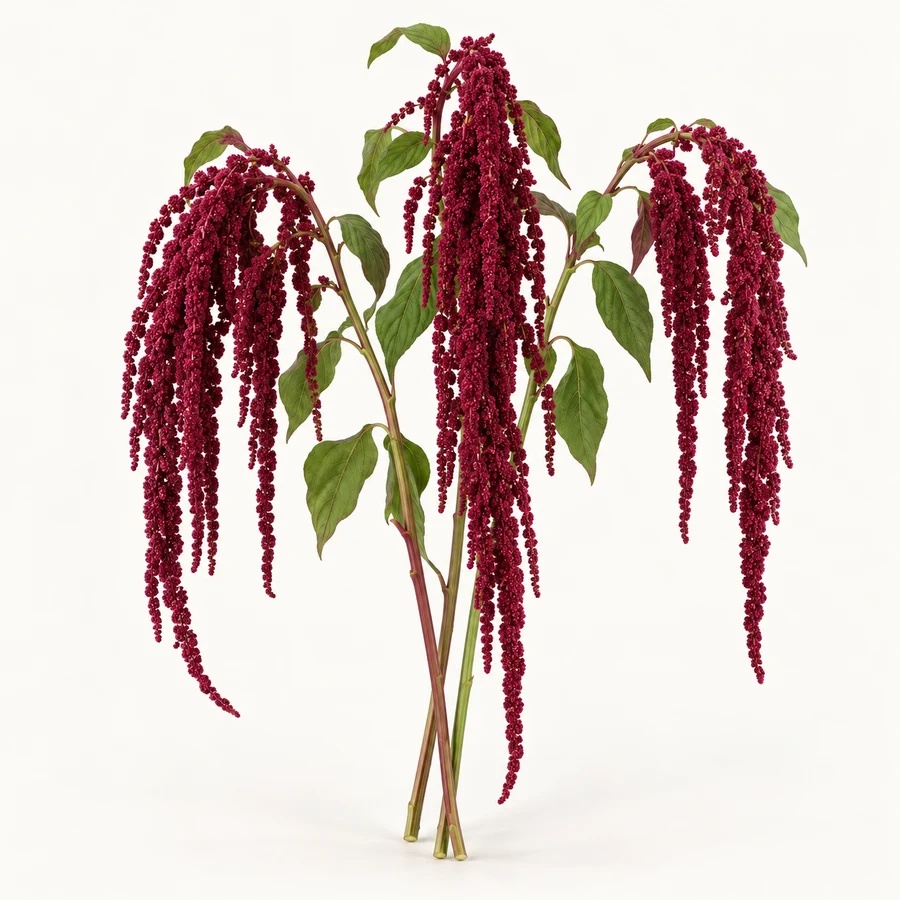 Hanging amaranthus