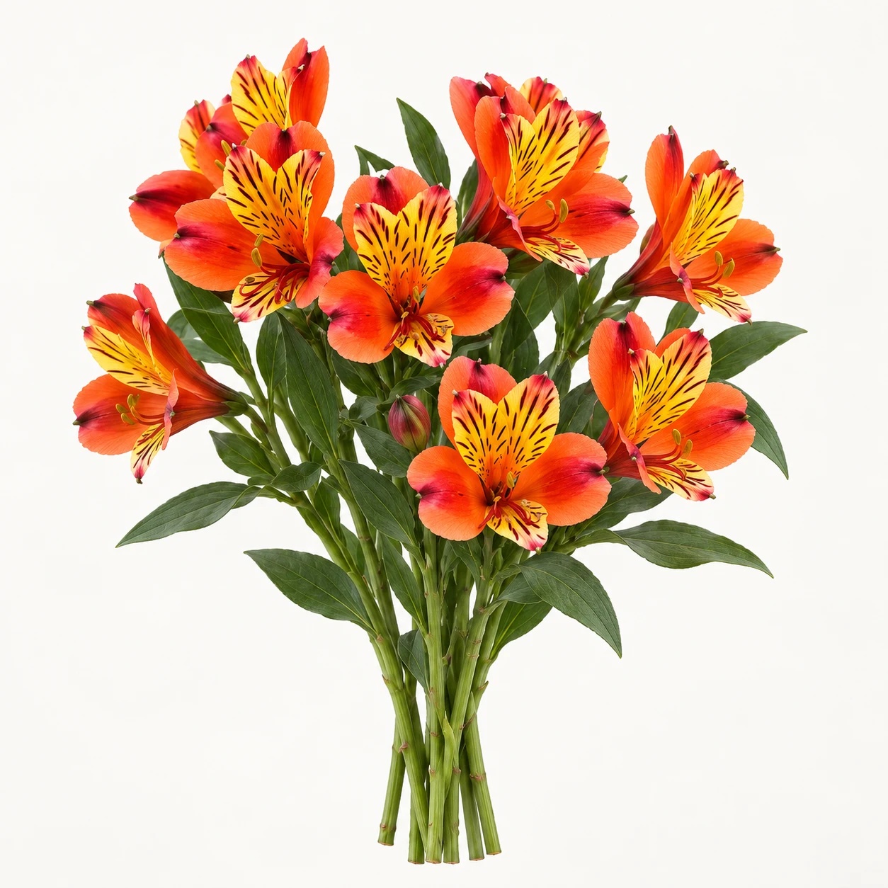 Alstroemeria