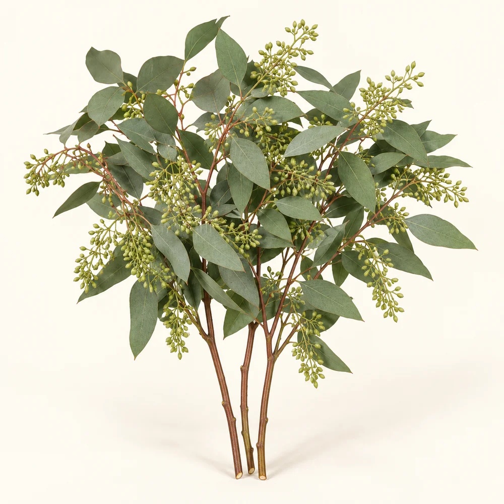 Seeded eucalyptus