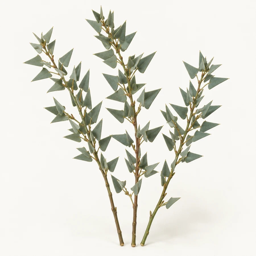 Acacia
