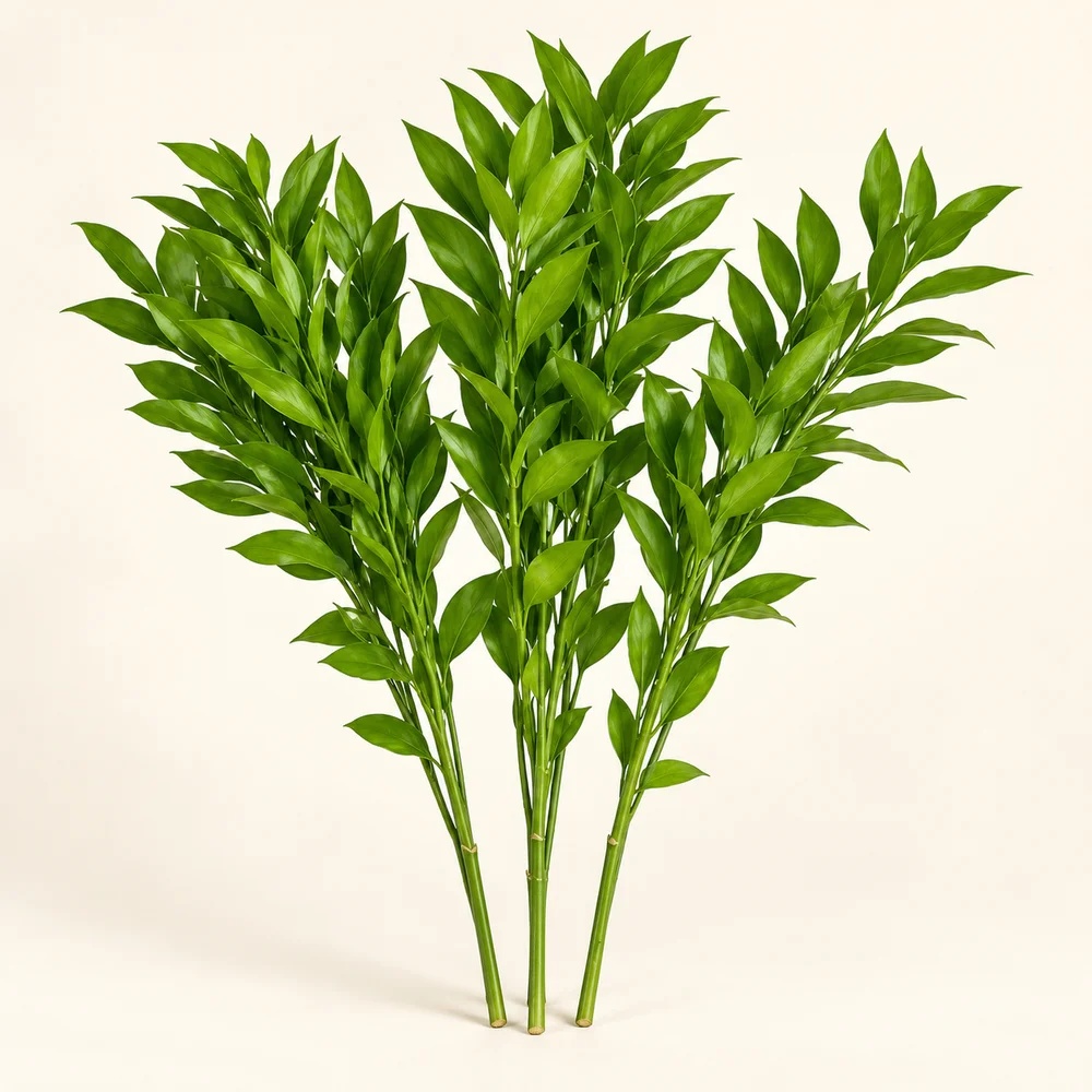 Ruscus Israel