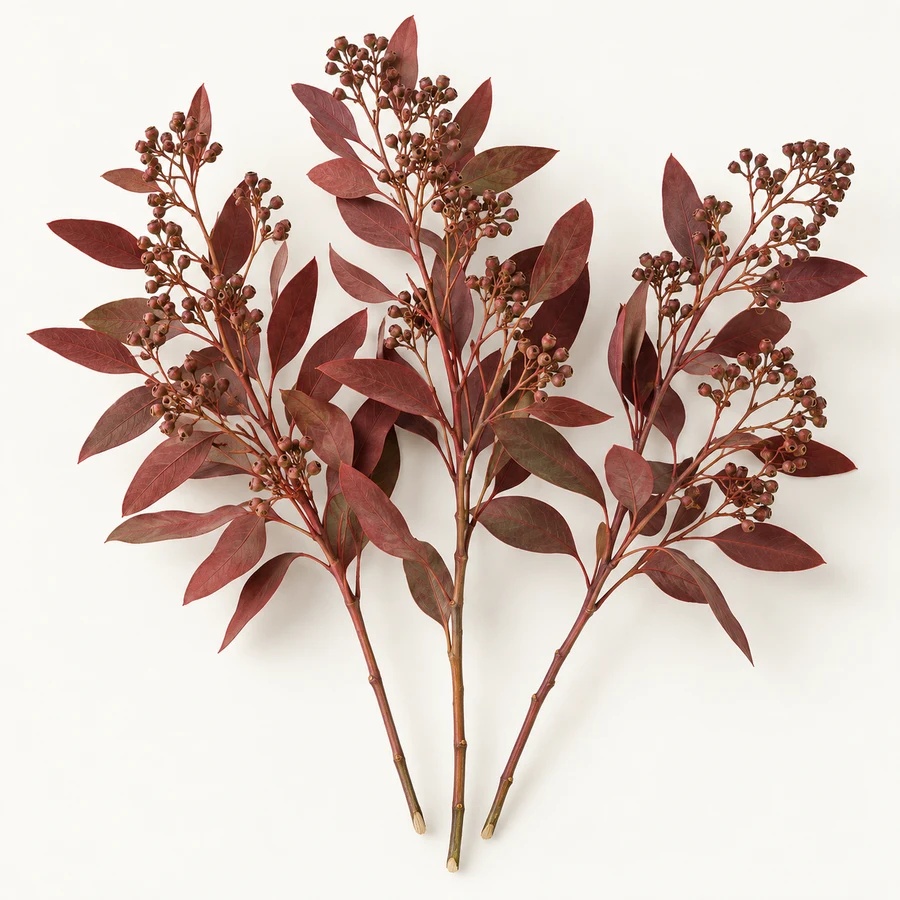 Tinted seeded eucalyptus