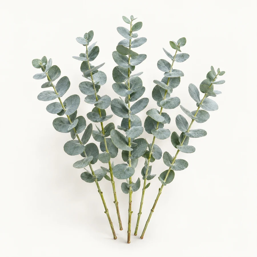 Baby blue eucalyptus clean