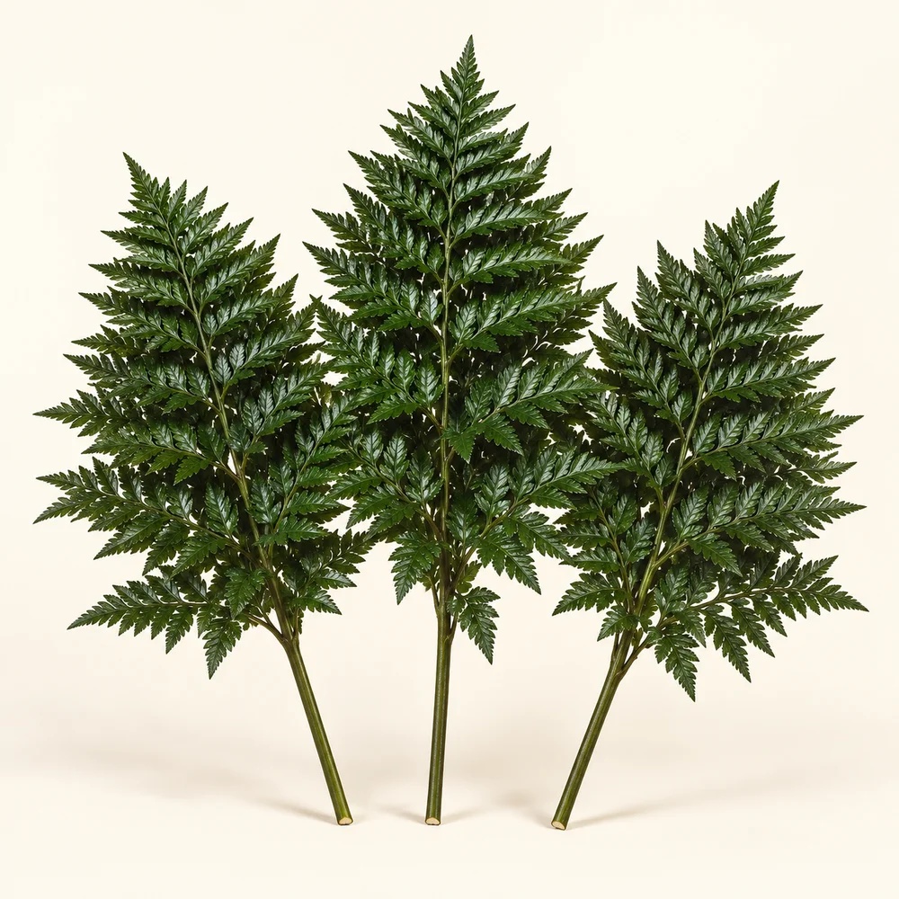 Leatherleaf