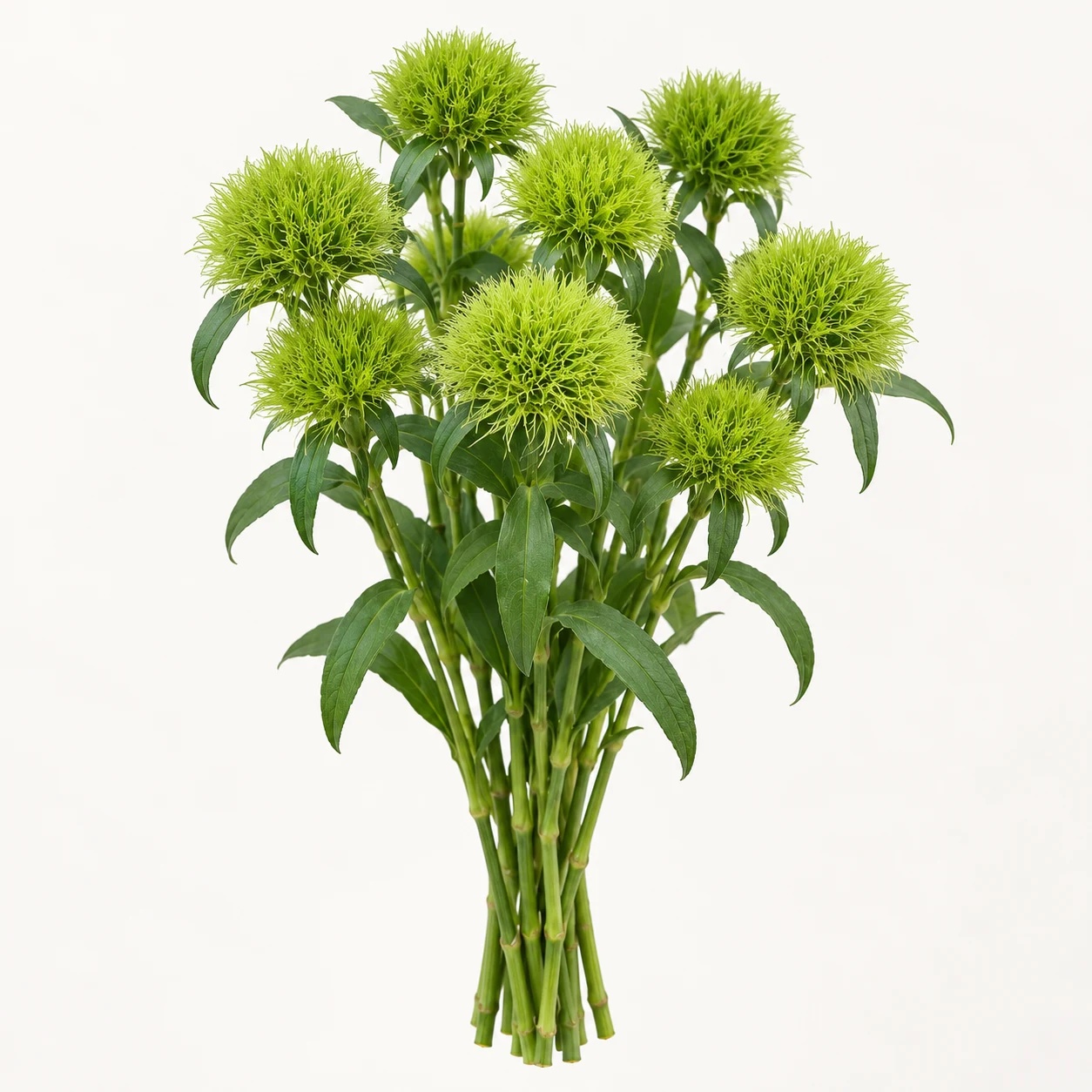 Dianthus