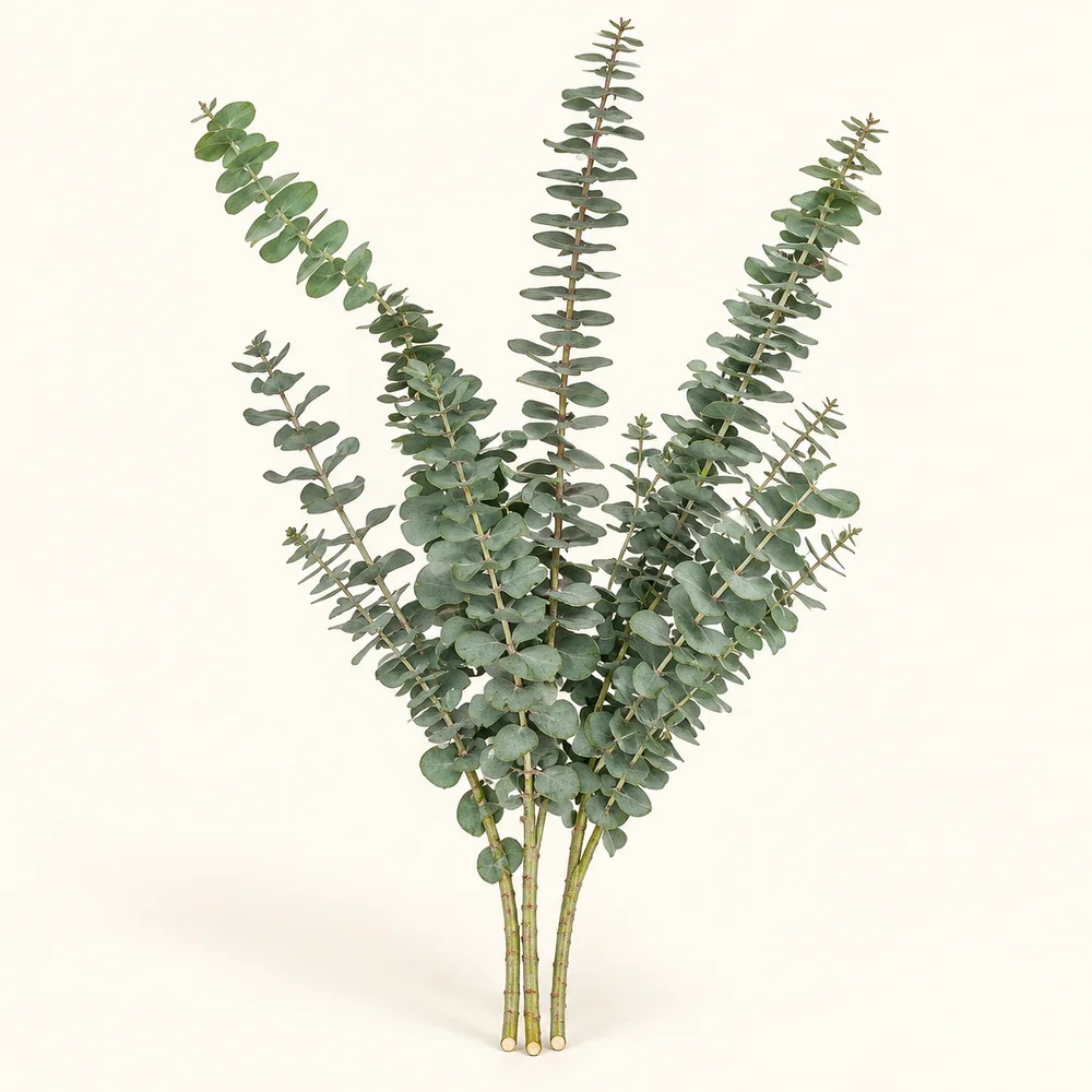 True blue eucalyptus