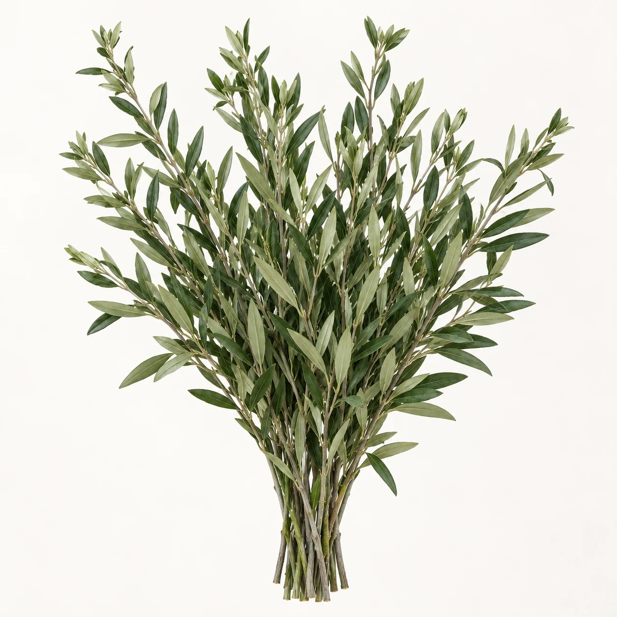 Olive greenery