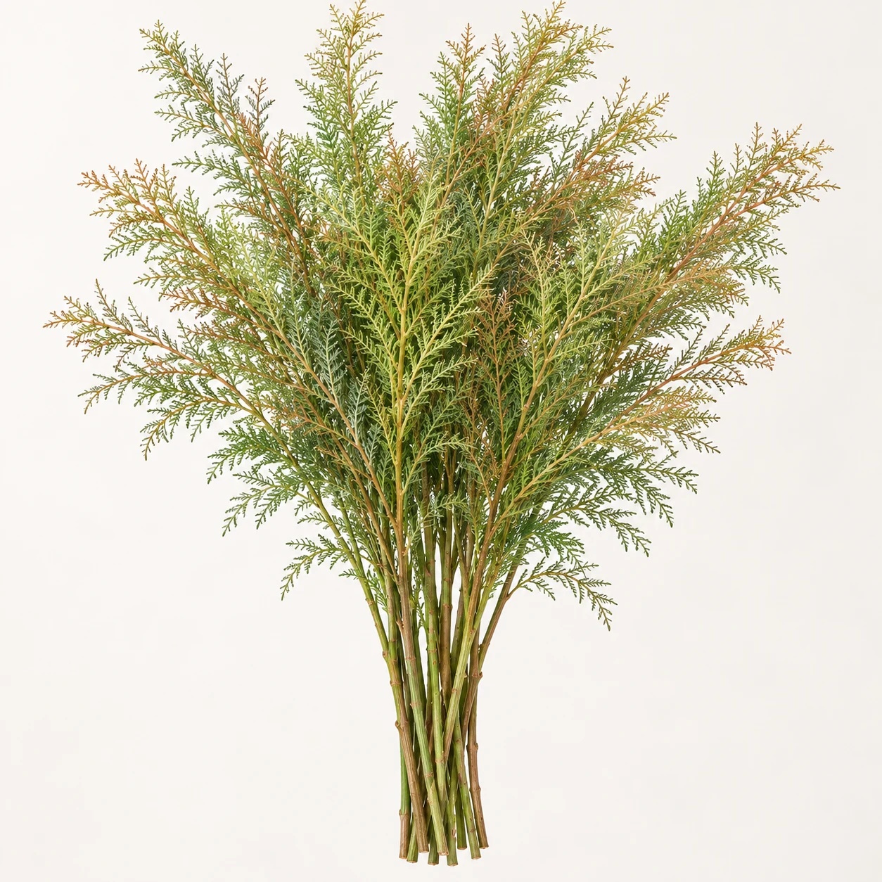 Red hooks grevillea