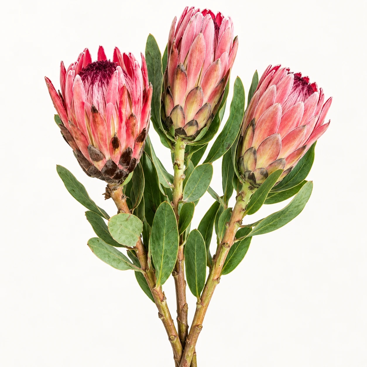 Protea pink ice