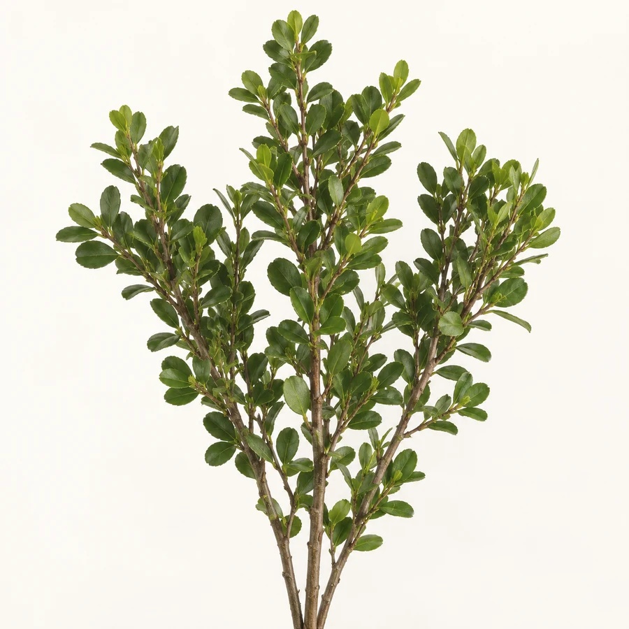 Boxwood