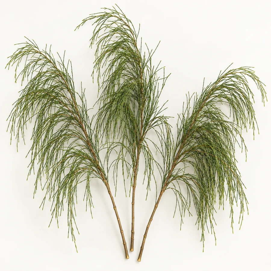 Australian pine