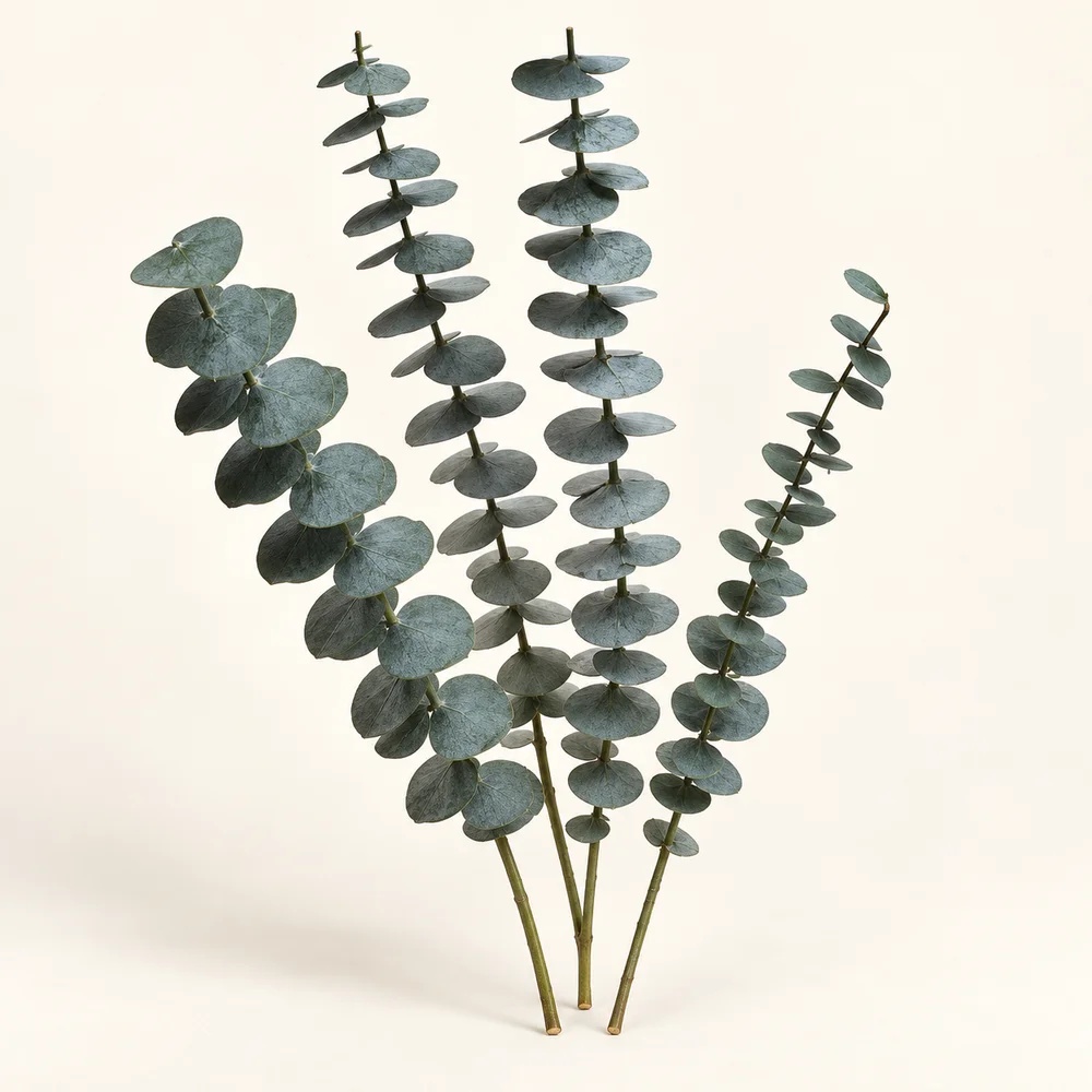 Baby blue eucalyptus
