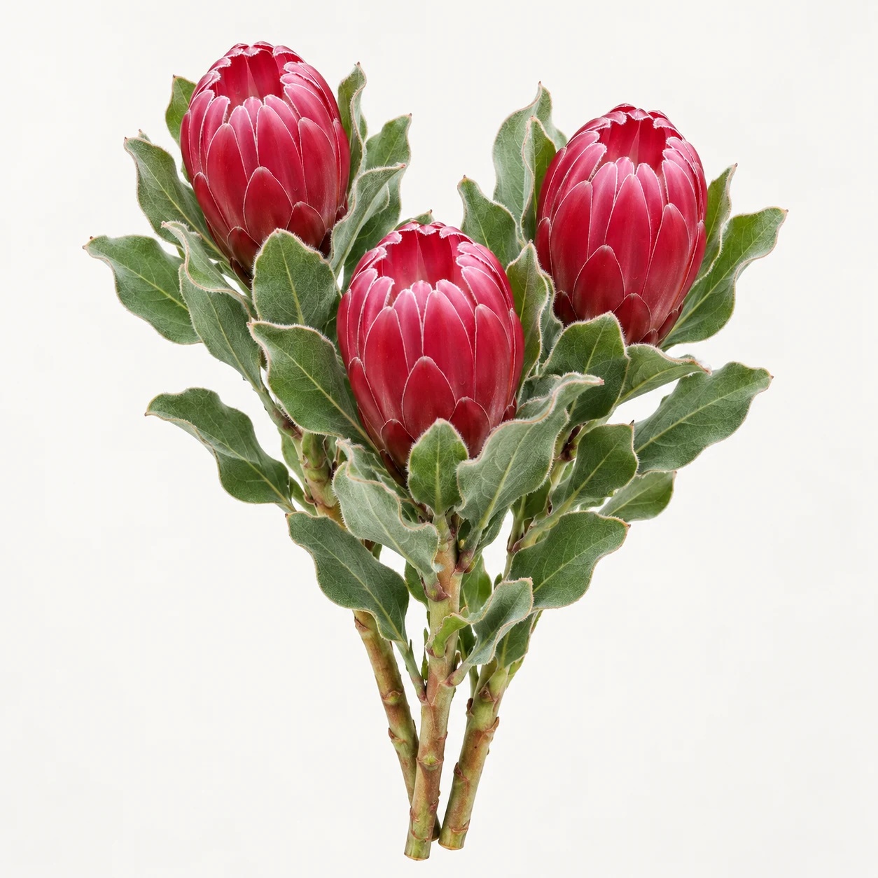 Protea brenda