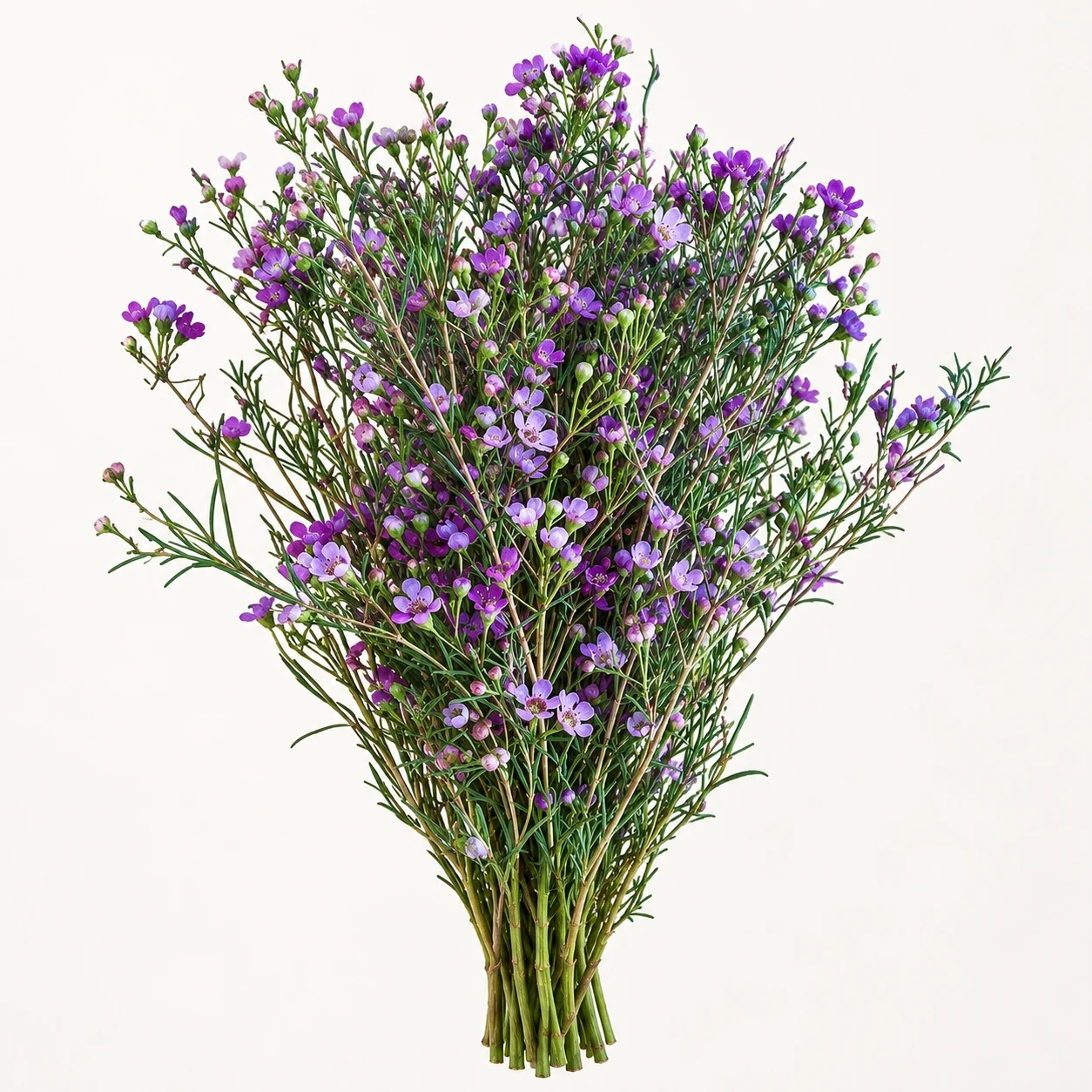 Waxflower