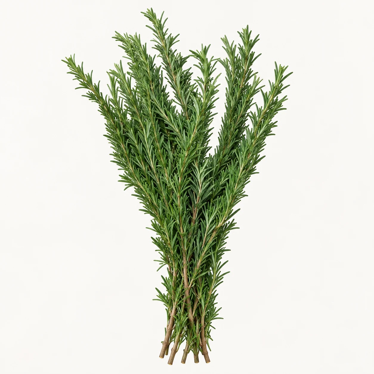 Rosemary