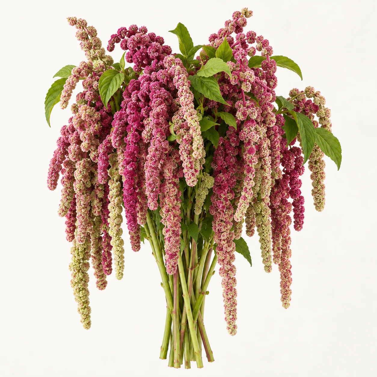 Amaranthus