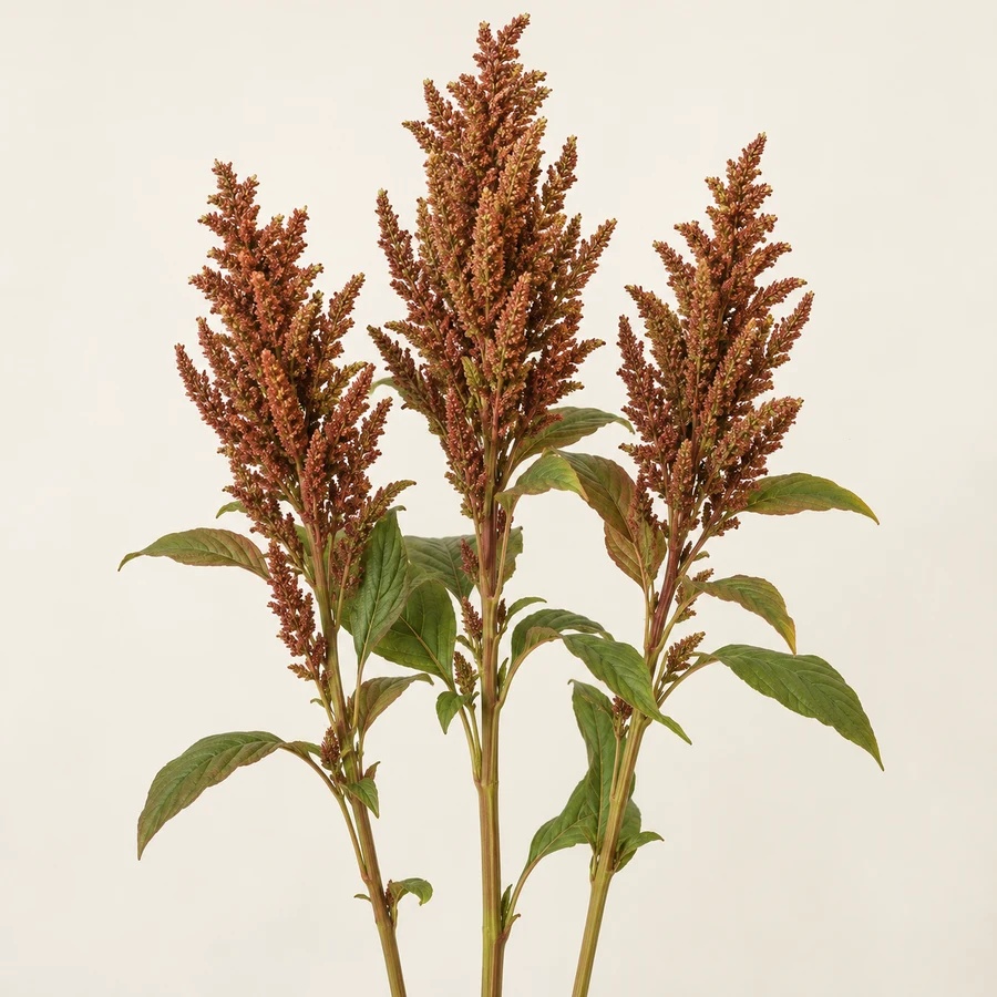 Bronze upright amaranthus