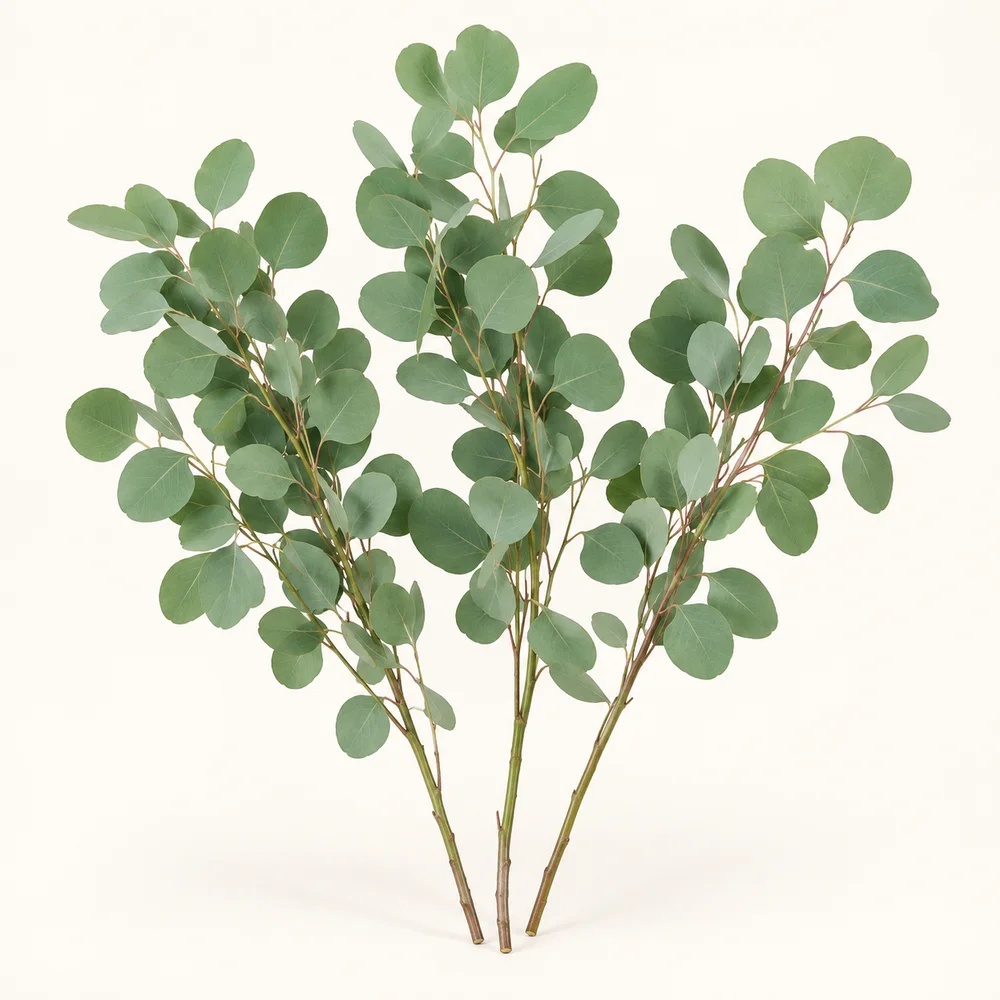 Silver dollar eucalyptus